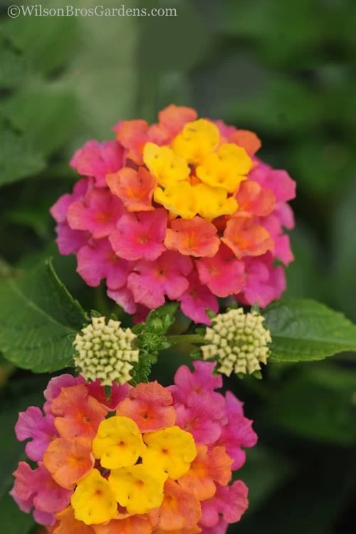 Sonset Hardy Lantana - 1 Gallon Pot 6 Sonset Hardy Lantana - 1 Gallon Pot - Image 6