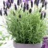 Anouk Spanish Lavender - 5 Pack Of Quart Pots