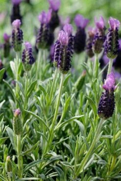 Anouk Spanish Lavender - 5 Pack Of Quart Pots -Cheap US Topiary Plant Store lavandula stoechas anouk spanish lavender 2