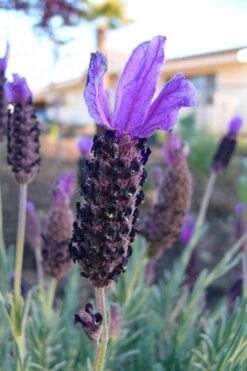Anouk Spanish Lavender - 5 Pack Of Quart Pots -Cheap US Topiary Plant Store lavandula stoechas anouk spanish lavender 3