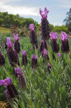 Anouk Spanish Lavender - 5 Pack Of Quart Pots -Cheap US Topiary Plant Store lavandula stoechas anouk spanish lavender 4