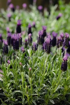 Anouk Spanish Lavender - 5 Pack Of Quart Pots -Cheap US Topiary Plant Store lavandula stoechas anouk spanish lavender 5