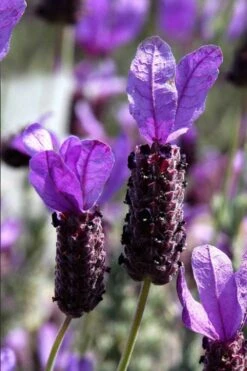 La Diva Big Night Spanish Lavender - 5 Pack Of Quart Pots -Cheap US Topiary Plant Store lavender la diva big night 1