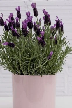 La Diva Big Night Spanish Lavender - 5 Pack Of Quart Pots -Cheap US Topiary Plant Store lavender la diva big night 3