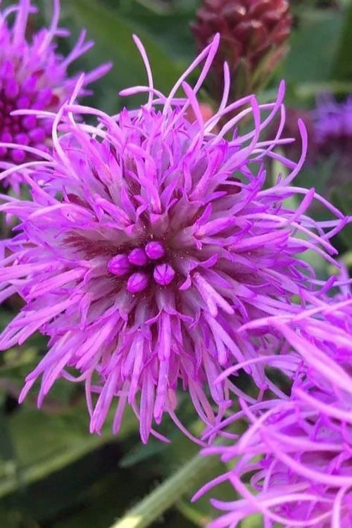 Savanna Blazing Star (Liatris Scariosa) - 1 Gallon Pot 1 Savanna Blazing Star (Liatris Scariosa) - 1 Gallon Pot
