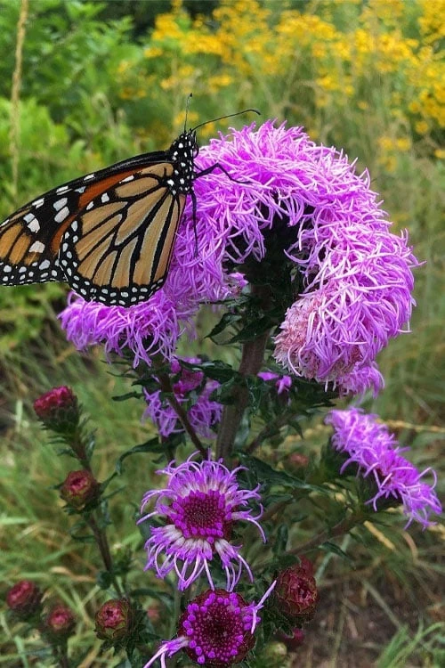 Savanna Blazing Star (Liatris Scariosa) - 1 Gallon Pot 6 Savanna Blazing Star (Liatris Scariosa) - 1 Gallon Pot - Image 6