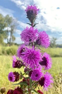 Savanna Blazing Star (Liatris Scariosa) - 1 Gallon Pot 10 Savanna Blazing Star (Liatris Scariosa) - 1 Gallon Pot -Cheap US Topiary Plant Store liatris scariosa savanna blazing star 4