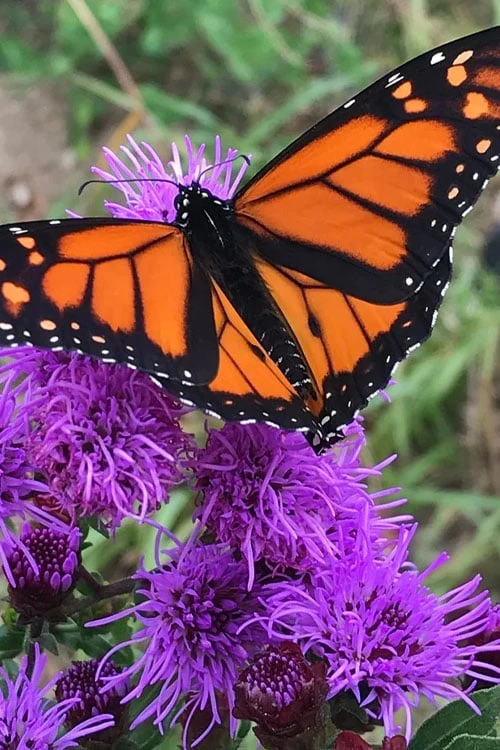 Savanna Blazing Star (Liatris Scariosa) - 1 Gallon Pot 5 Savanna Blazing Star (Liatris Scariosa) - 1 Gallon Pot - Image 5
