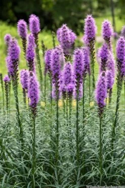 Blazing Star Gayfeather (Liatris Spicata) - 6 Pack Of 1 Gallon Pots