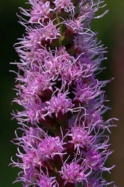 Blazing Star Gayfeather (Liatris Spicata) - 6 Pack Of 1 Gallon Pots -Cheap US Topiary Plant Store liatris spicata blazing star gayfeather 3