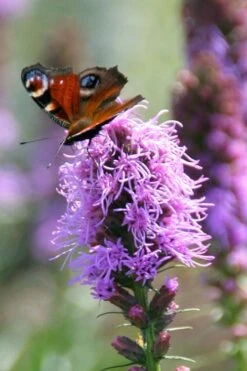 Blazing Star Gayfeather (Liatris Spicata) - 6 Pack Of 1 Gallon Pots -Cheap US Topiary Plant Store liatris spicata blazing star gayfeather 6