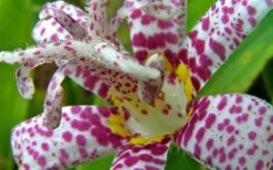 Miyazaki Toad Lily (Tricyrtus Hirta) - 1 Gallon Pot -Cheap US Topiary Plant Store lily toad miyazaki 2 800x500 1