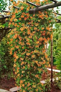 Mandarin Orange Honeysuckle Vine - 3 Gallon Pot -Cheap US Topiary Plant Store lonicera mandarin orange honeysuckle vine 10