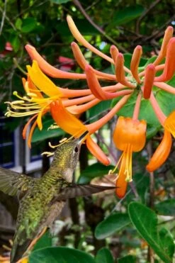 Mandarin Orange Honeysuckle Vine - 12" Pot -Cheap US Topiary Plant Store lonicera mandarin orange honeysuckle vine 14 1