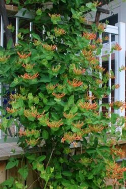 Mandarin Orange Honeysuckle Vine - 3 Gallon Pot -Cheap US Topiary Plant Store lonicera mandarin orange honeysuckle vine 20