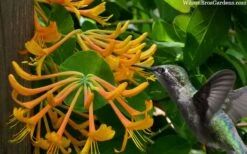 Mandarin Orange Honeysuckle Vine - 3 Gallon Pot -Cheap US Topiary Plant Store lonicera mandarin orange honeysuckle vine 23