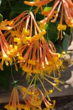 Mandarin Orange Honeysuckle Vine - 3 Gallon Pot -Cheap US Topiary Plant Store lonicera mandarin orange honeysuckle vine 27