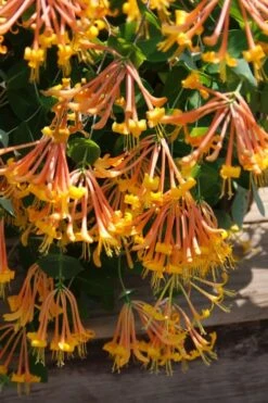 Mandarin Orange Honeysuckle Vine - 3 Gallon Pot