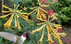 John Clayton Yellow Honeysuckle Vine - 1 Gallon Pot -Cheap US Topiary Plant Store lonicera sempervirens john clayton yellow trumpet honeysuckle 101 1