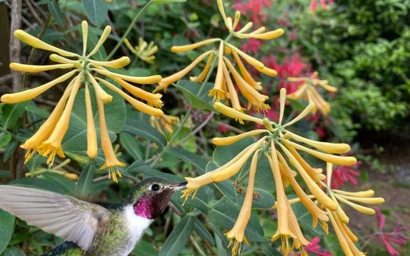 John Clayton Yellow Honeysuckle Vine - 2 Gallon Pot 4 John Clayton Yellow Honeysuckle Vine - 2 Gallon Pot - Image 4