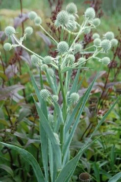 Rattlesnake Master (Eryngium Yuccifolium) - 1 Gallon Pot -Cheap US Topiary Plant Store master rattlesnake 3 500x750 1