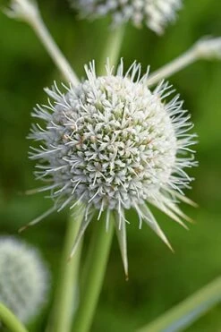 Rattlesnake Master (Eryngium Yuccifolium) - 1 Gallon Pot -Cheap US Topiary Plant Store master rattlesnake 500x750 1