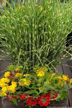 Bandwidth Dwarf Zebra Grass - 6 Pack Of 1 Gallon Pots -Cheap US Topiary Plant Store miscanthus sinensis bandwidth zebra grass 5
