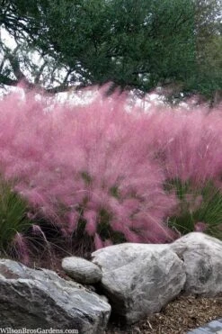 Pink Muhly Grass - Cotton Candy Grass - 6 Pack Of 1 Gallon Pots