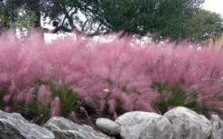 Pink Muhly Grass - Cotton Candy Grass - 2 Gallon Pot -Cheap US Topiary Plant Store muhlenbergia capillaris pink muhly cotton candy grass 204
