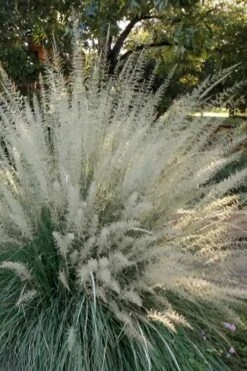 Big Muhly Grass - 1 Gallon Pot -Cheap US Topiary Plant Store muhlenbergia lindheimeri big blue muhly grass 4