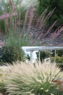 Big Muhly Grass - 1 Gallon Pot -Cheap US Topiary Plant Store muhlenbergia lindheimeri big blue muhly grass 7