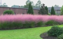 Pink Muhly Grass - Cotton Candy Grass - 2 Gallon Pot -Cheap US Topiary Plant Store muhly grass pink 70