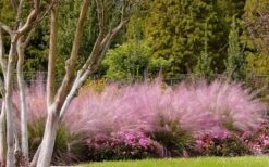 Pink Muhly Grass - Cotton Candy Grass - 6 Pack Of 1 Gallon Pots -Cheap US Topiary Plant Store muhly grass pink 76 1