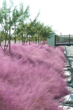 Pink Muhly Grass - Cotton Candy Grass - 2 Gallon Pot -Cheap US Topiary Plant Store muhly grass pink 77