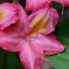 Country Cousin Pink Aromi Azalea (Rhododendron Hybrid) - 1 Gallon Pot