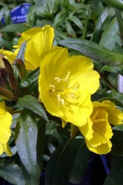 Fireworks Sundrops (Oenothera Fruticosa) - 1 Gallon Pot -Cheap US Topiary Plant Store oenothera fruticosa fireworks sundrops 13