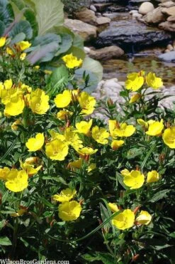Fireworks Sundrops (Oenothera Fruticosa) - 1 Gallon Pot -Cheap US Topiary Plant Store oenothera fruticosa fireworks sundrops 18