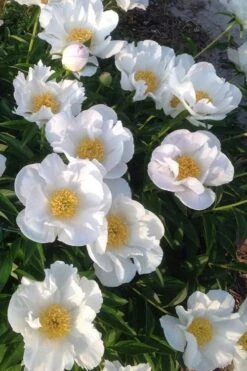 Krinkled White Peony - 1 Gallon Pot -Cheap US Topiary Plant Store paeonia krinkled white peony 2