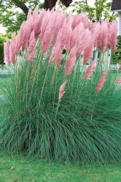 Pink Pampas Grass - 3 Gallon Pot -Cheap US Topiary Plant Store pampas grass pink 5 1