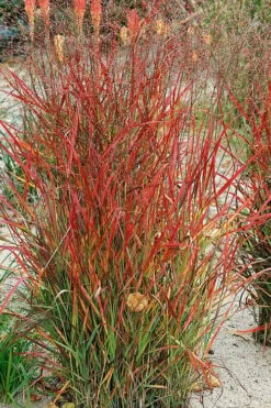 Hanse Herms Red Switch Grass (Panicum Virgatum) - 6 Pack Of 1 Gallon Pots -Cheap US Topiary Plant Store panicum virgatum hanse herms switch grass 1