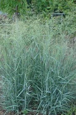 Prairie Sky Red Switch Grass (Panicum Virgatum) - 1 Gallon Pot -Cheap US Topiary Plant Store panicum virgatum prairie sky switch grass 10