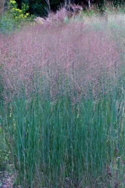 Prairie Sky Red Switch Grass (Panicum Virgatum) - 1 Gallon Pot -Cheap US Topiary Plant Store panicum virgatum prairie sky switch grass 11