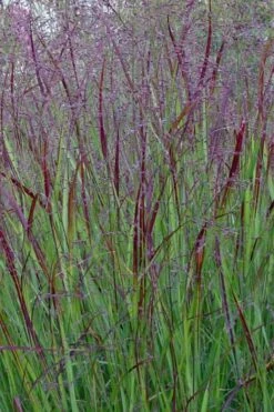 Prairie Sky Red Switch Grass (Panicum Virgatum) - 1 Gallon Pot -Cheap US Topiary Plant Store panicum virgatum prairie sky switch grass 15