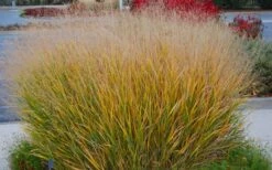 Prairie Sky Red Switch Grass (Panicum Virgatum) - 1 Gallon Pot -Cheap US Topiary Plant Store panicum virgatum prairie sky switch grass 5