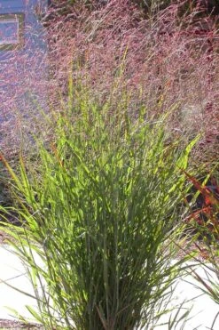 Tall Switch Grass (Panicum Virgatum) - 1 Gallon Pot -Cheap US Topiary Plant Store panicum virgatum switch grass 2
