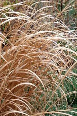 Tall Switch Grass (Panicum Virgatum) - 1 Gallon Pot -Cheap US Topiary Plant Store panicum virgatum switch grass 3