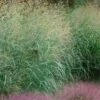 Tall Switch Grass (Panicum Virgatum) - 8 Pack Of 1 Gallon Pots