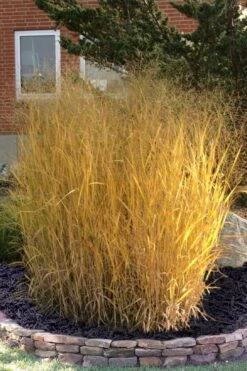 Tall Switch Grass (Panicum Virgatum) - 1 Gallon Pot -Cheap US Topiary Plant Store panicum virgatum tall switch grass 10