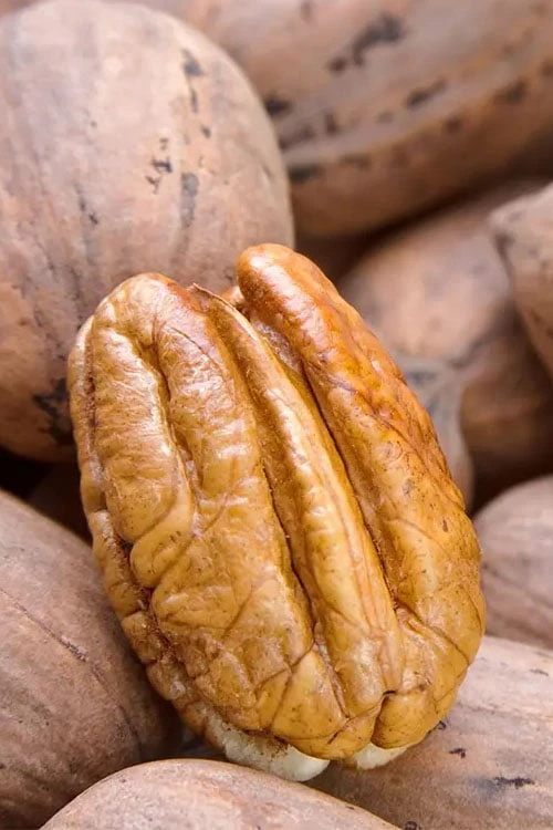 Avalon Pecan Tree - 5 Gallon Pot 1 Avalon Pecan Tree - 5 Gallon Pot