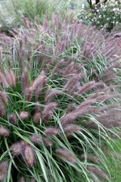 Black Fountain Grass - Pennisetum Alopecuroides 'Moudry' - 3 Gallon Pot